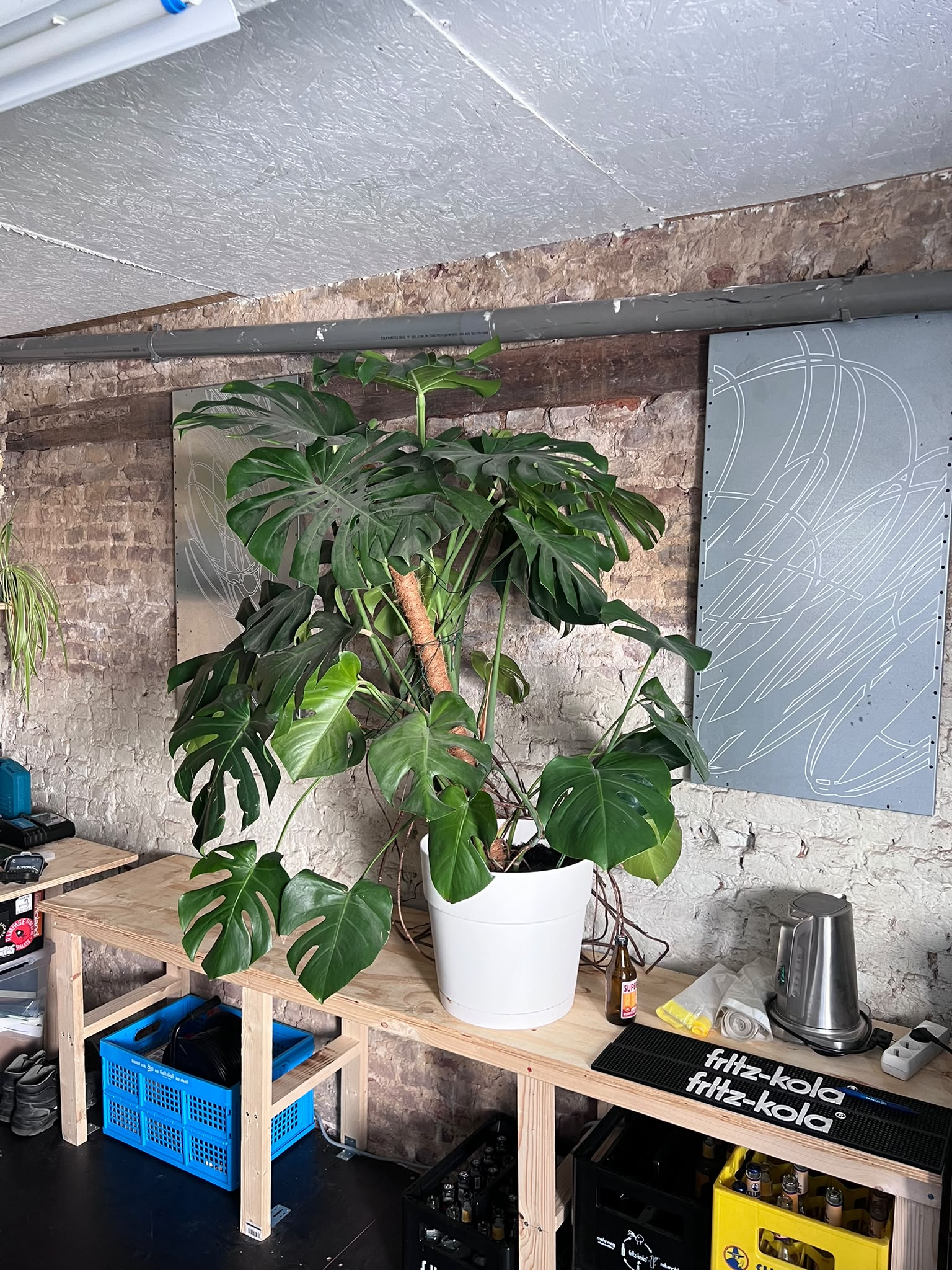 Plants and artwork inside the Black Teeth studio